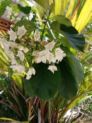 Vallaris glabra