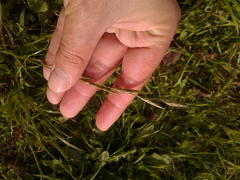Bromus pitensis