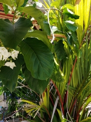 Vallaris glabra