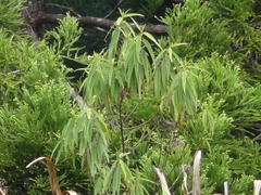 Boehmeria penduliflora