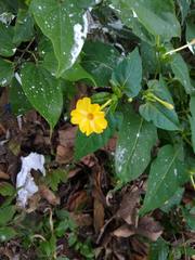 Mirabilis jalapa