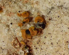 Xanthocarpia marmorata