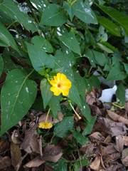 Mirabilis jalapa