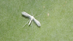 Pterophorus
