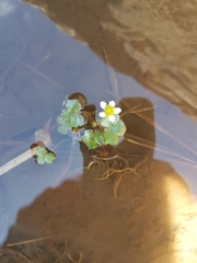 Ranunculus hederaceus