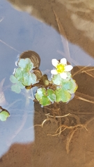 Ranunculus hederaceus