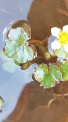 Ranunculus hederaceus