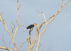 Rhabdotorrhinus corrugatus