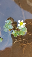 Ranunculus hederaceus