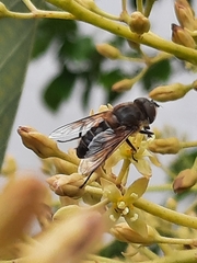 Eristalis similis