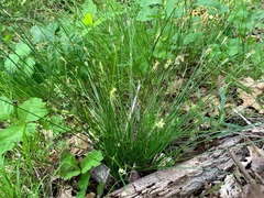Carex multicaulis