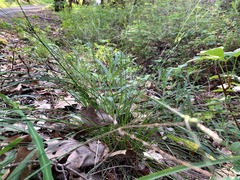 Carex multicaulis