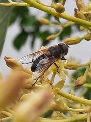 Eristalis similis