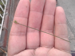 Juncus capillaceus