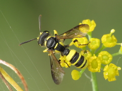 Cerceris quadricincta