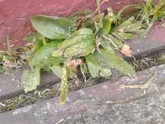 Plantago australis