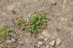 Lepidium strictum