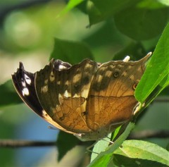 Protogoniomorpha anacardii