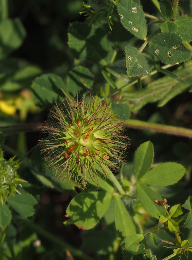 burdock clover