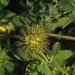 Burdock Clover - Photo (c) Ron Frumkin, some rights reserved (CC BY-NC), uploaded by Ron Frumkin