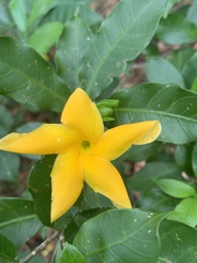 Tabernaemontana grandiflora