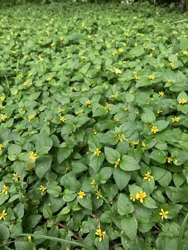Calyptocarpus vialis