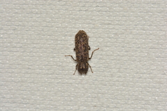 Lichenophanes bicornis