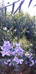 Solanum amygdalifolium
