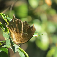 Protogoniomorpha anacardii