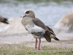 Alopochen aegyptiaca