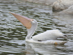 Pelecanus erythrorhynchos
