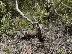 Icaricia icarioides missionensis