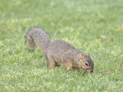 Sciurus niger