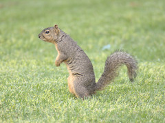 Sciurus niger