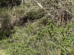 Icaricia icarioides missionensis