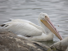 Pelecanus erythrorhynchos