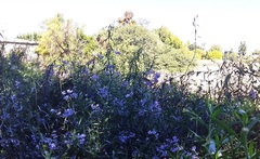Solanum amygdalifolium