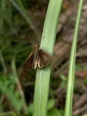 Hesperiinae
