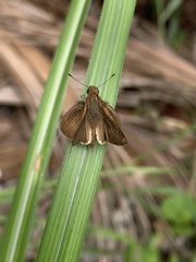 Hesperiinae
