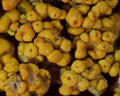 Xanthomendoza trachyphylla