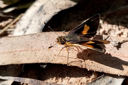 Widespread Skipperling
