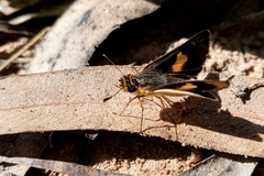 Dalla diraspes