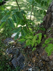 Averrhoa carambola