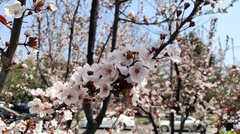 Prunus persica