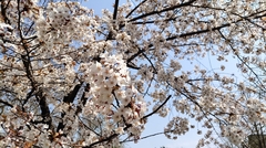 Prunus persica