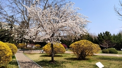 Prunus serrulata