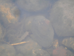 Pyganodon grandis