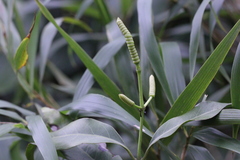 Gnetum luofuense
