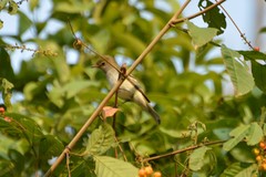 Inezia inornata