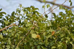 Inezia inornata